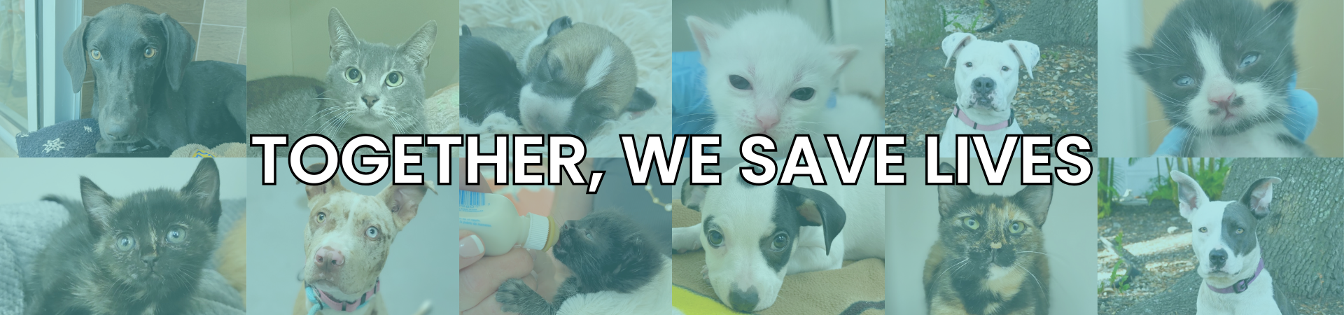 Together, We Save Lives