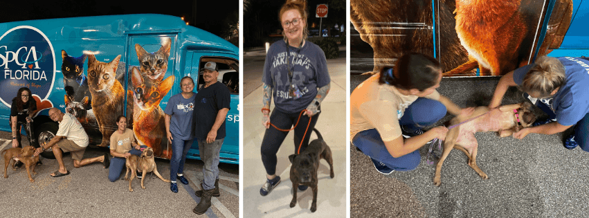 Dogs from Big Bend outdoor-kennel shelter safe ahead of Hurricane Helene