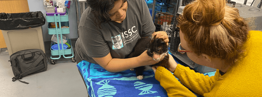 Wet and injured, lost cat finds refuge ahead of Hurricane Helene