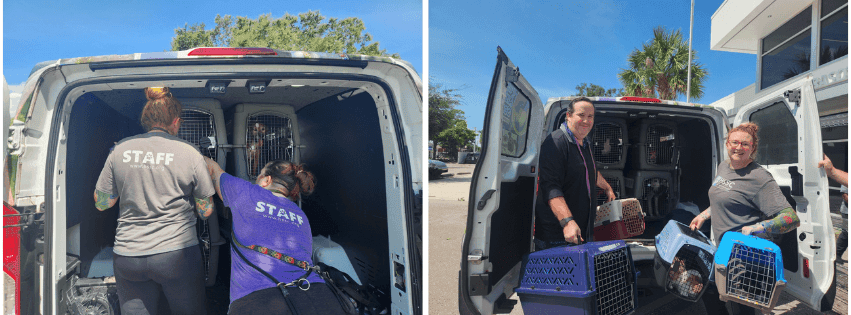 Buddy Boy and 20 friends arrive to safety after Hurricane Helene