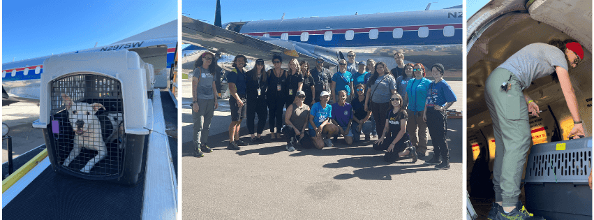 HSSC, Bissell Pet Foundation, other area shelters collab to save hurricane-impacted animals