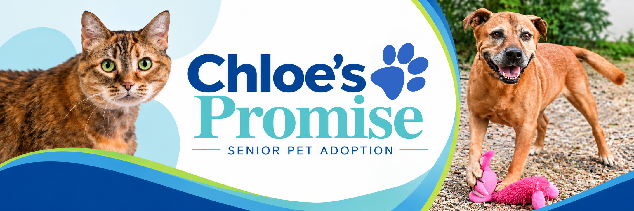 Chloe's Promise, Senior Pet Adoption