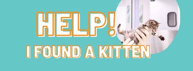 Found-Kitten-Blog-2
