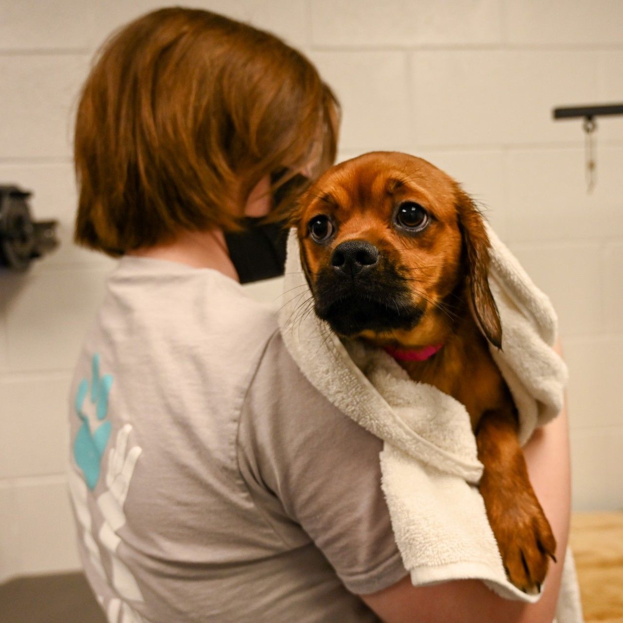 Mission Moment: Lily, from Hoarding Case to Pet Therapy