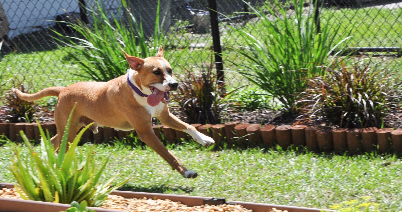 Humane Society Sarasota County Adopt Donate Save A Life Humane Society Sarasota County Adopt Donate Save A Life