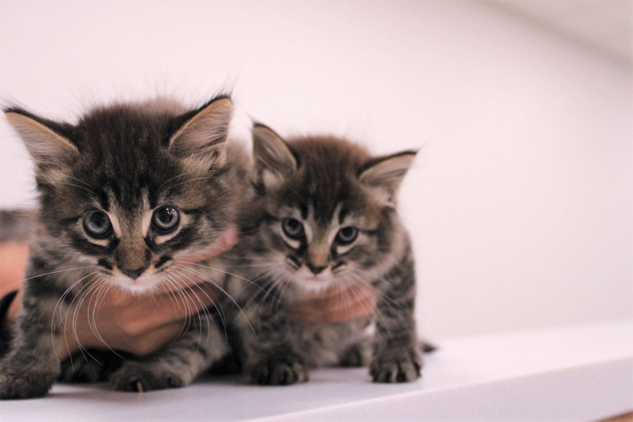 Two-Kittens_042021